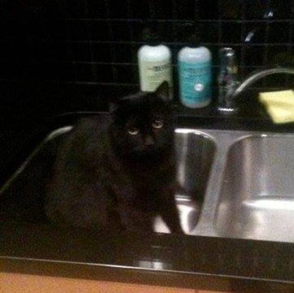 Meet your Posher, Puddi - Picture 1 of 1